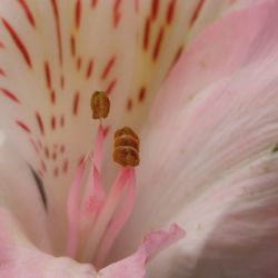 Full frame shot of flower