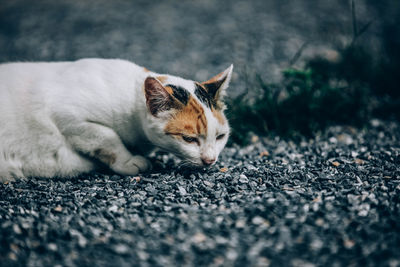 Cat resting on road