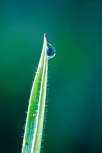 Close-up of insect on plant against green background