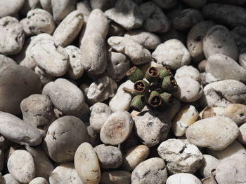 High angle view of insect on pebbles