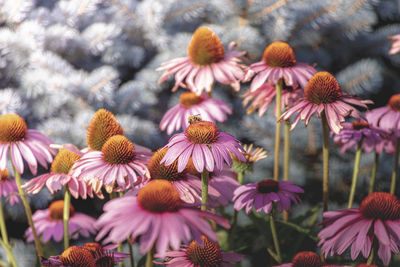 Close-up of flowering plants on field with bee