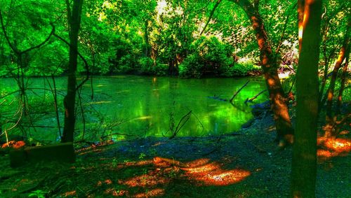 Scenic view of river with trees in background