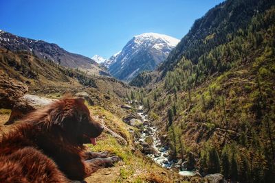 View of a dog on mountain