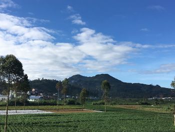 Scenic view of field against sky