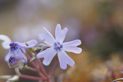 Close-up of purple flowers