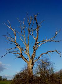 Low angle view of bare tree against clear blue sky