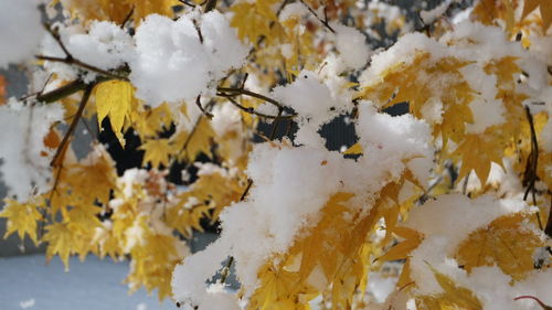 Close-up of ice cream