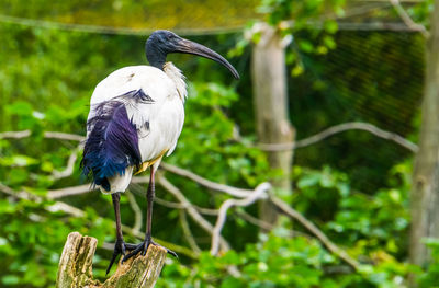 Close-up of bird perching on branch