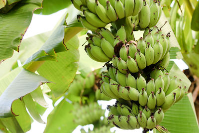Group of green bananas grow on tree in the garden at asia farming