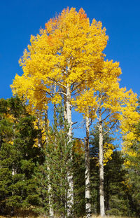 Low angle view of yellow flowering plants against sky