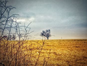 Bare trees on field against sky