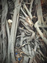 Close-up of tree trunk