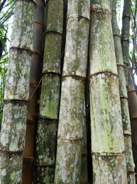 Low angle view of bamboo trees in forest