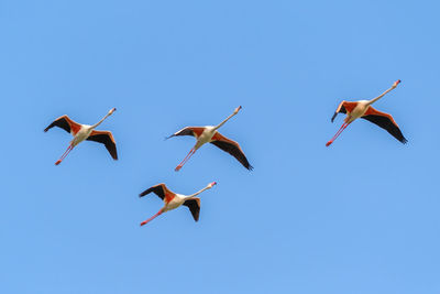 Low angle view of birds flying in sky