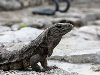 Close-up of lizard on rock