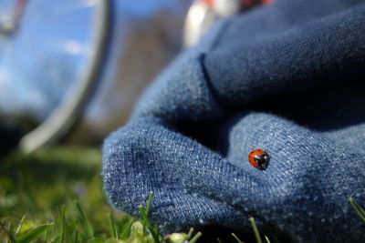 Close-up of ladybug on leaf