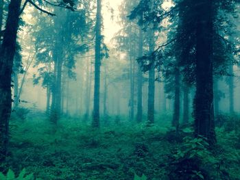 Trees in forest