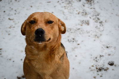 Close-up portrait of dog on snow covered field