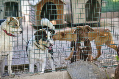 View of an cage