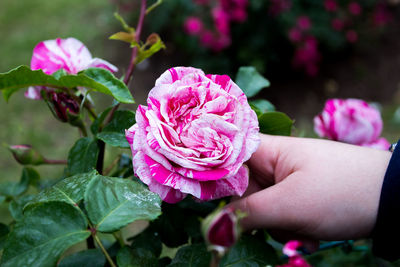 Close-up of pink rose flower