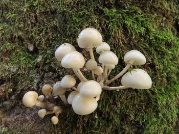 High angle view of mushrooms growing on field