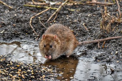 High angle view of rat in water