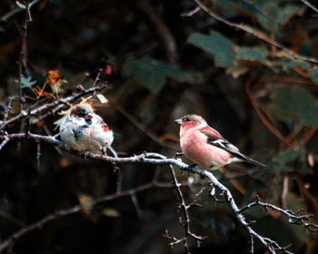 Close-up of birds perching on branch