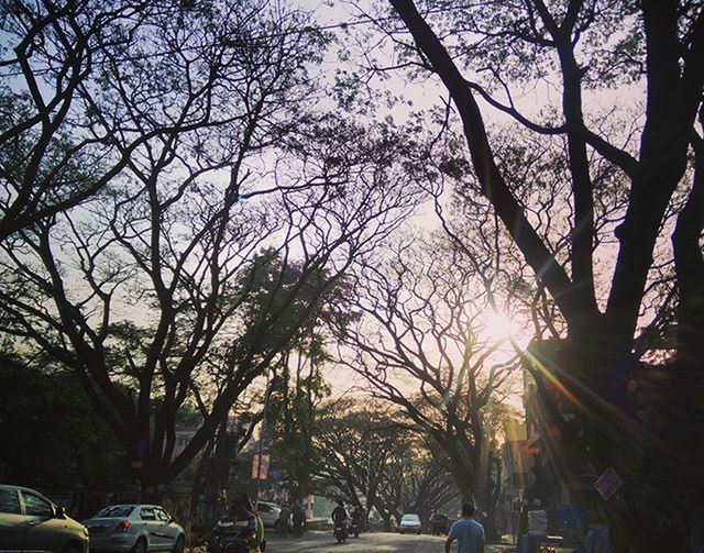 tree, car, transportation, land vehicle, mode of transport, street, sun, sunlight, sunbeam, road, lifestyles, lens flare, men, sky, travel, leisure activity, on the move, incidental people, person