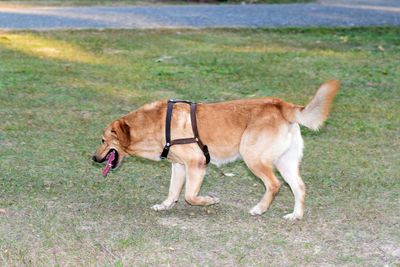 View of a dog on landscape