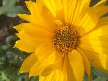 Close-up of yellow flower blooming outdoors