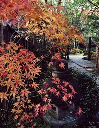 Autumn leaves on tree