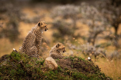 Cheetahs on field in forest