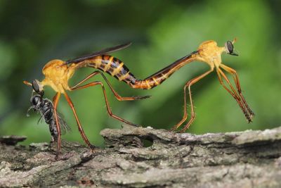 Close up of mating robberfly with prey