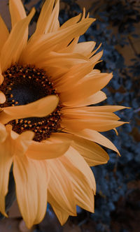 Close-up of sunflower