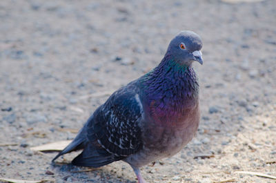 Close-up of bird perching outdoors