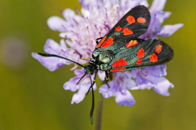 The six-spot burnet zygaena filipendulae butterfly on a scabiosa flower