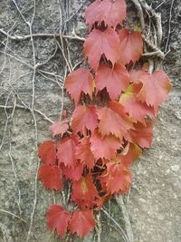 Close-up of red flowers blooming on tree