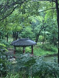 Trees in park