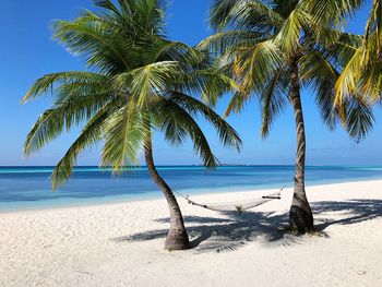 Hammock between palm trees on beach against sky