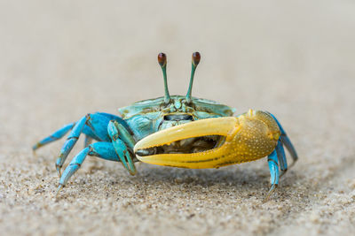 Close-up of crab on beach