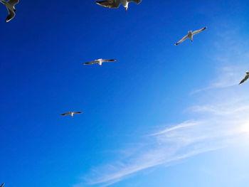 Low angle view of seagulls flying in sky