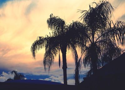 Low angle view of palm trees against sky