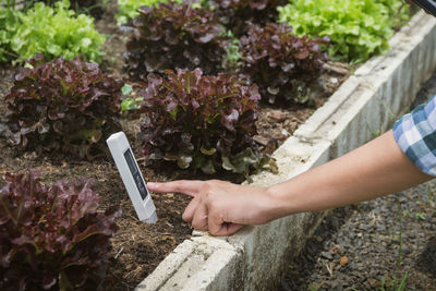 High angle view of woman hand holding flowering plants in yard