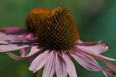 Close-up of pink flower