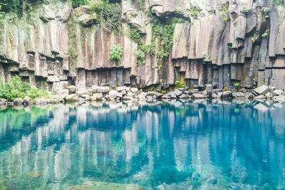Reflection of plants in swimming pool
