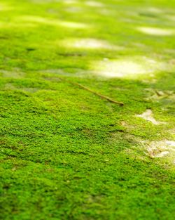 Close-up of insect on grassy field