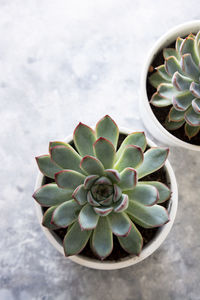 High angle view of succulent plant