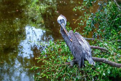 Bird in lake