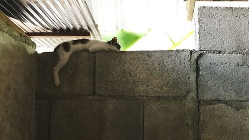 Side view of a cat against wall