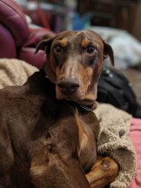 Portrait of dog relaxing on hand